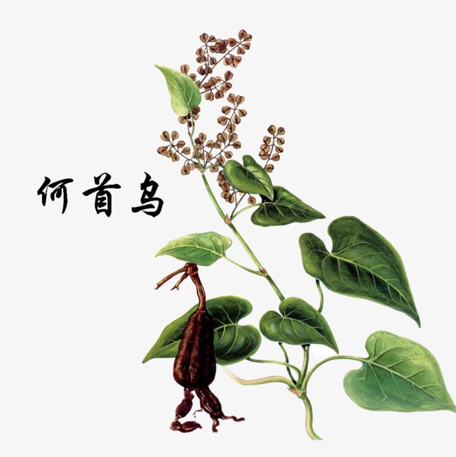 Varnost sestavin prehranskih dopolnil – Polygonum multiflorum thunb