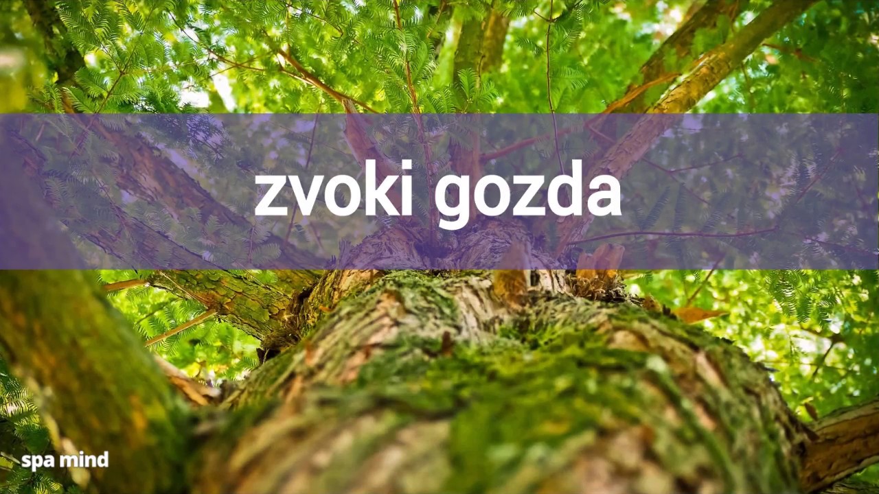 Video EAA-INAD: “Zvoki iz mojega okolja”