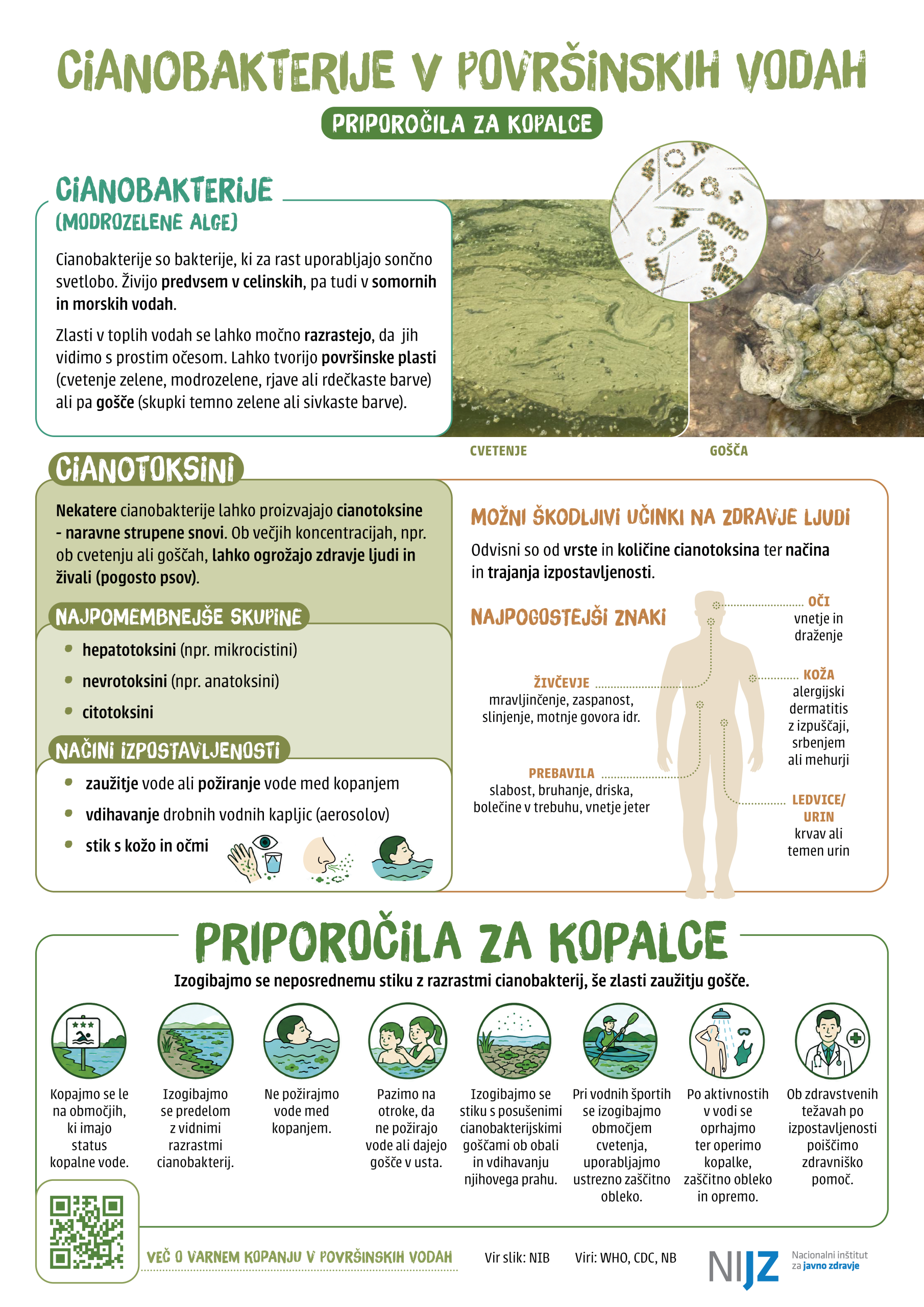 Cianobakterije v površinskih vodah